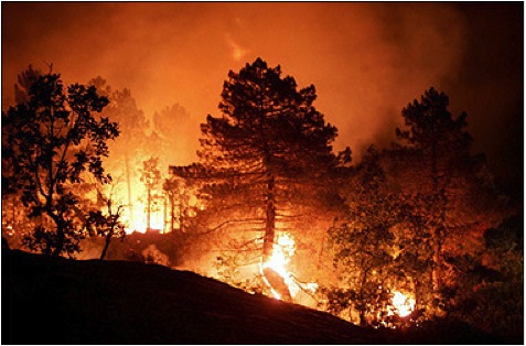 Trees burn
