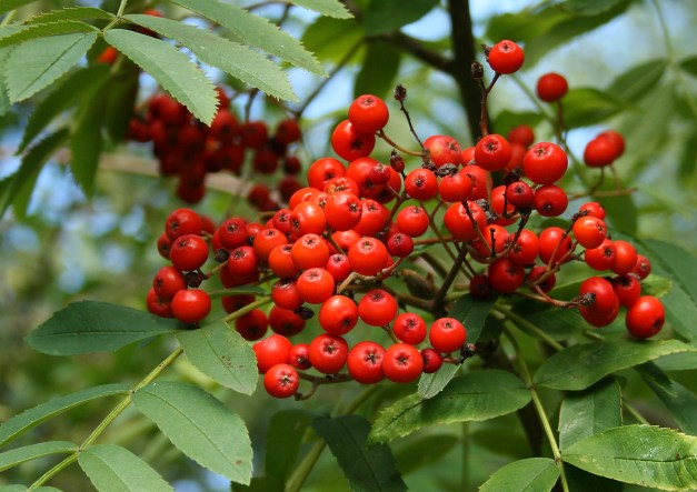 Rowan-Berries