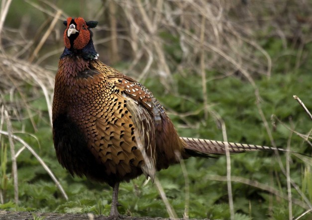 Pheasant005