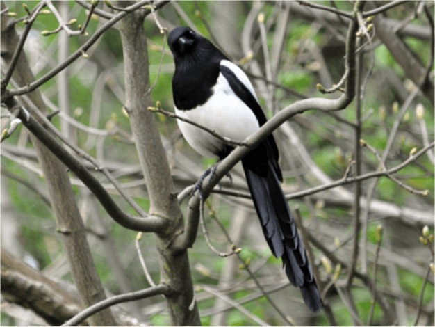 big-beady-magpie