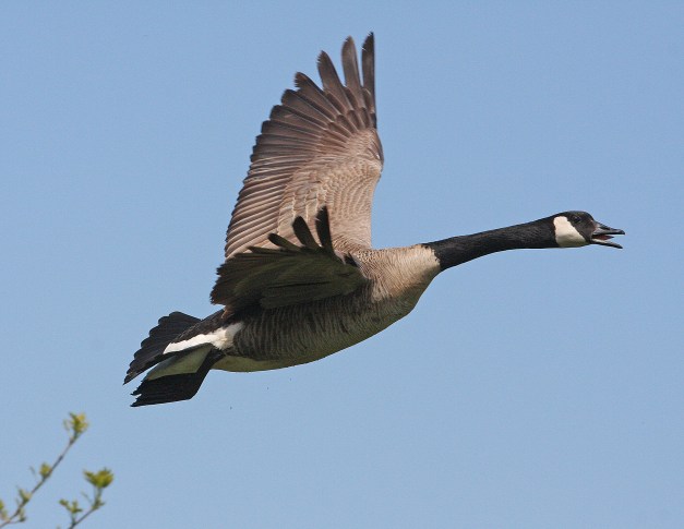 canada goose