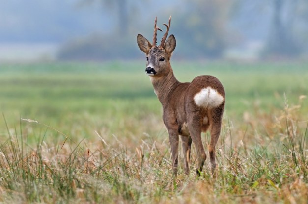 Roe deer